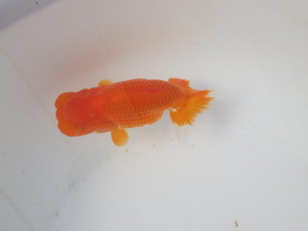 【岐阜超フンタンブリーダー】背のラインが綺麗で水槽映え!明け二歳らんちゅう 約13㎝メス?