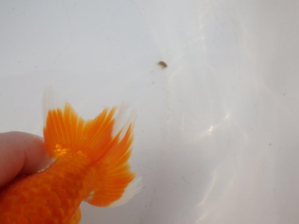 【岐阜超フンタンブリーダー】背のラインが綺麗で水槽映え!明け二歳らんちゅう 約13㎝メス?