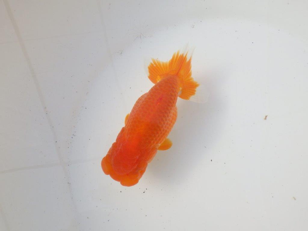 【岐阜超フンタンブリーダー】背のラインが綺麗で水槽映え!明け二歳らんちゅう 約13㎝メス?