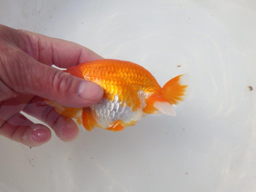 【岐阜超フンタンブリーダー】背のラインが綺麗で水槽映え!明け二歳らんちゅう 約13㎝メス?