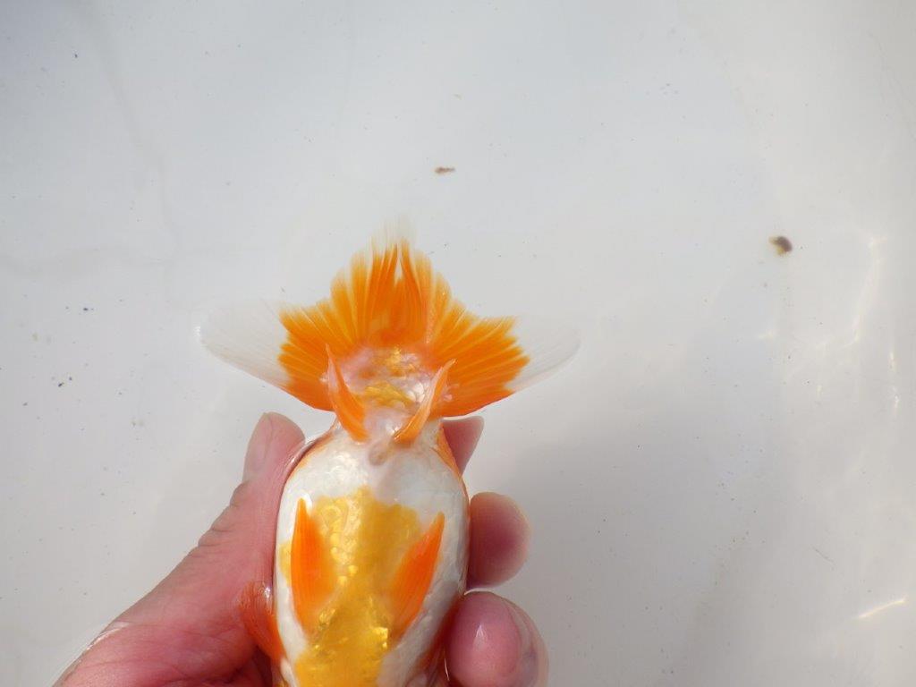 【岐阜超フンタンブリーダー】背のラインが綺麗で水槽映え!明け二歳らんちゅう 約13㎝メス?