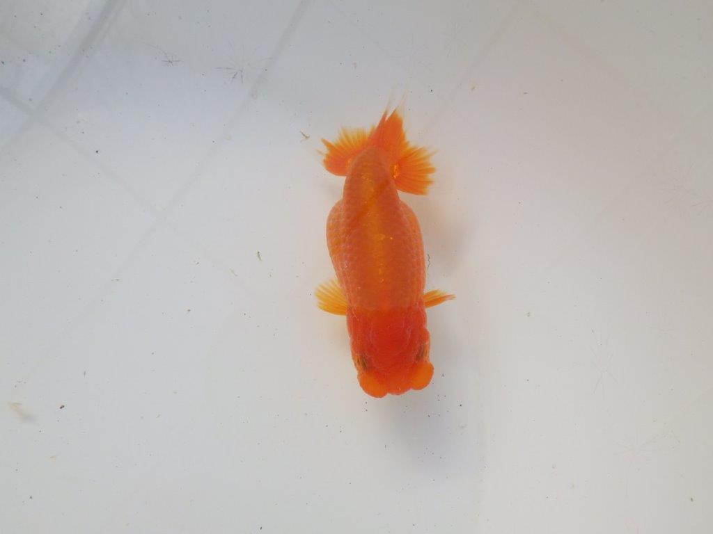 【岐阜超フンタンブリーダー】雰囲気抜群!種にもお勧め!明け二歳らんちゅう 約11,5㎝メス?