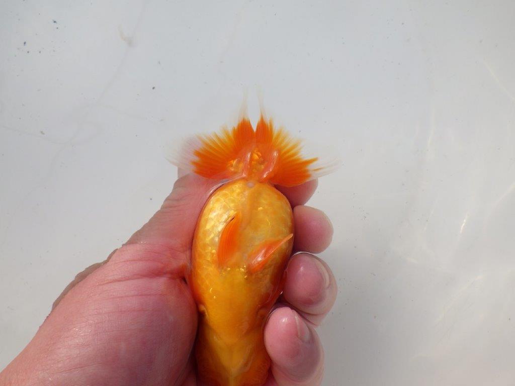 【岐阜超フンタンブリーダー】雰囲気抜群!種にもお勧め!明け二歳らんちゅう 約11,5㎝メス?