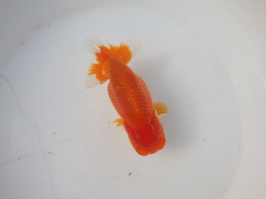 【岐阜超フンタンブリーダー】雰囲気抜群!!明け二歳らんちゅう 約14㎝オス