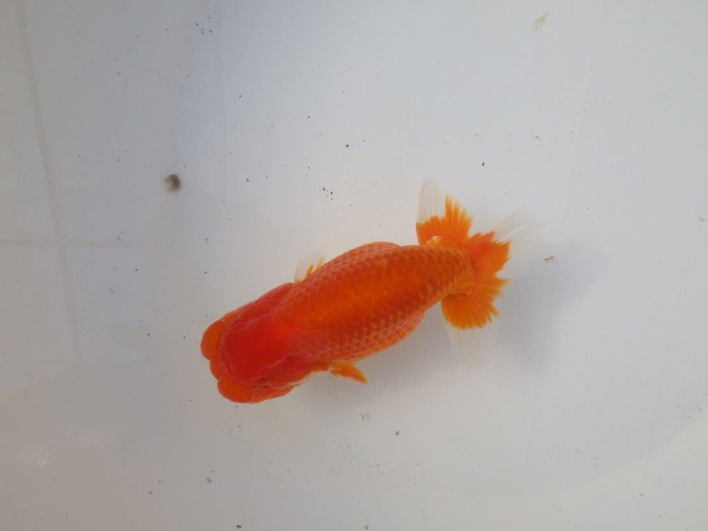 【岐阜超フンタンブリーダー】雰囲気抜群!!明け二歳らんちゅう 約14㎝オス