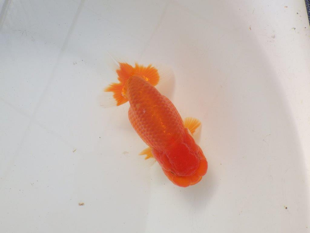 【岐阜超フンタンブリーダー】雰囲気抜群!!明け二歳らんちゅう 約14㎝オス