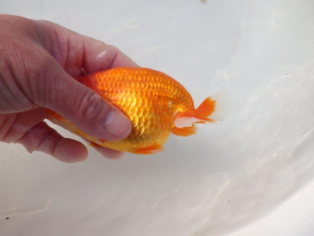 【岐阜超フンタンブリーダー】雰囲気抜群!!明け二歳らんちゅう 約14㎝オス