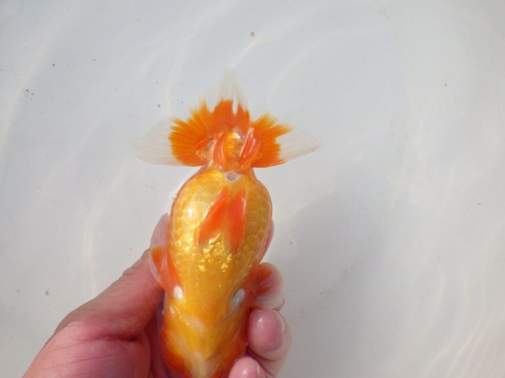 【岐阜超フンタンブリーダー】雰囲気抜群!!明け二歳らんちゅう 約14㎝オス