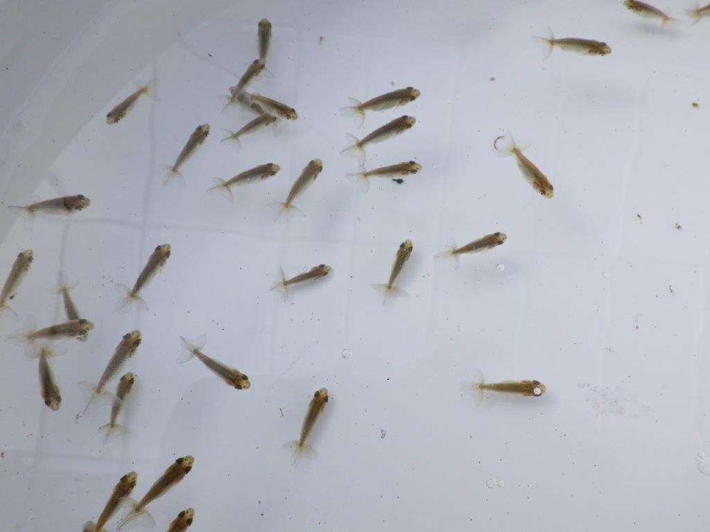 【全国大会東大関獲得系統 】ご好評につき入荷の中から尾張りの良い2０尾！限定２セット