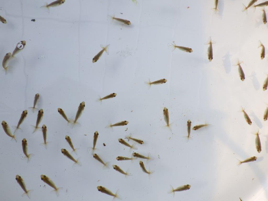 【全国大会東大関獲得系統 】ご好評につき入荷の中から尾張りの良い2０尾！限定２セット