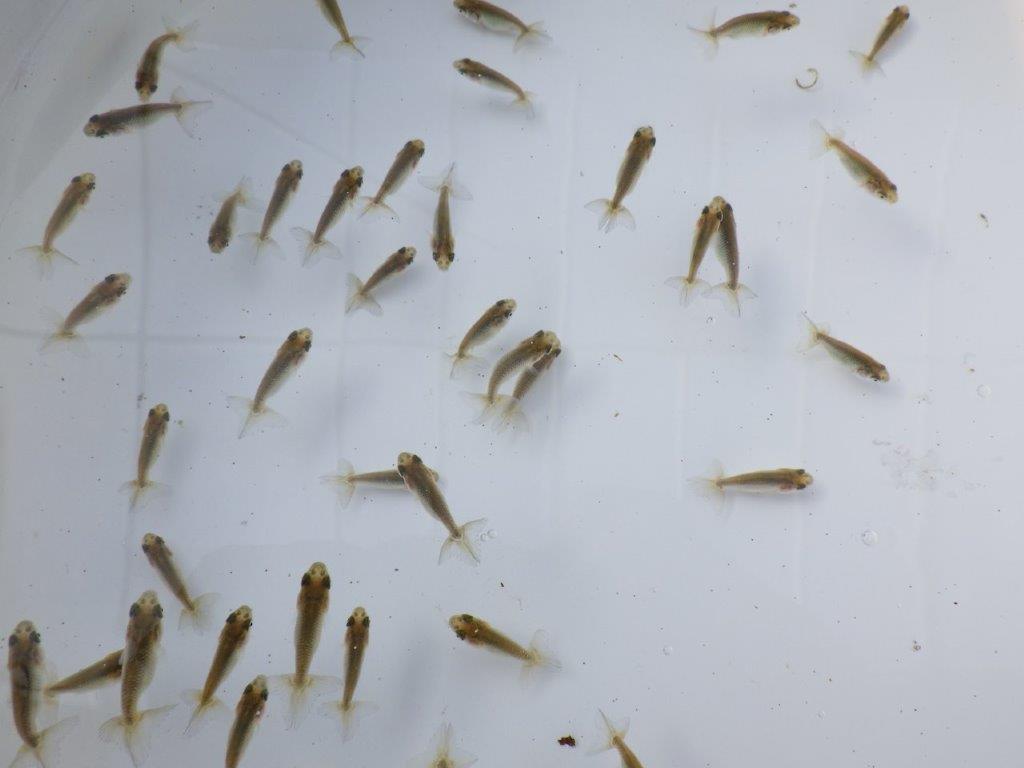 【全国大会東大関獲得系統 】ご好評につき入荷の中から尾張りの良い2０尾！限定２セット