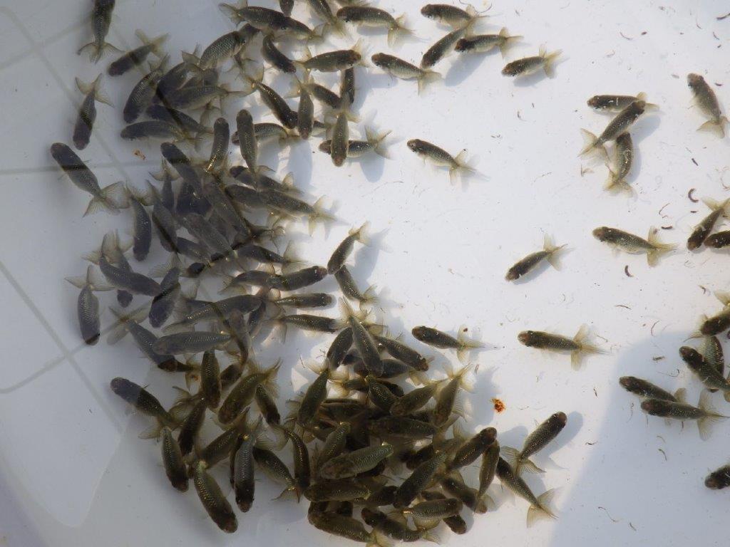 【岡山村上暢彦氏】2026年1月生まれの青仔&黒仔 20尾セットA約3~5㎝ 限定2セット