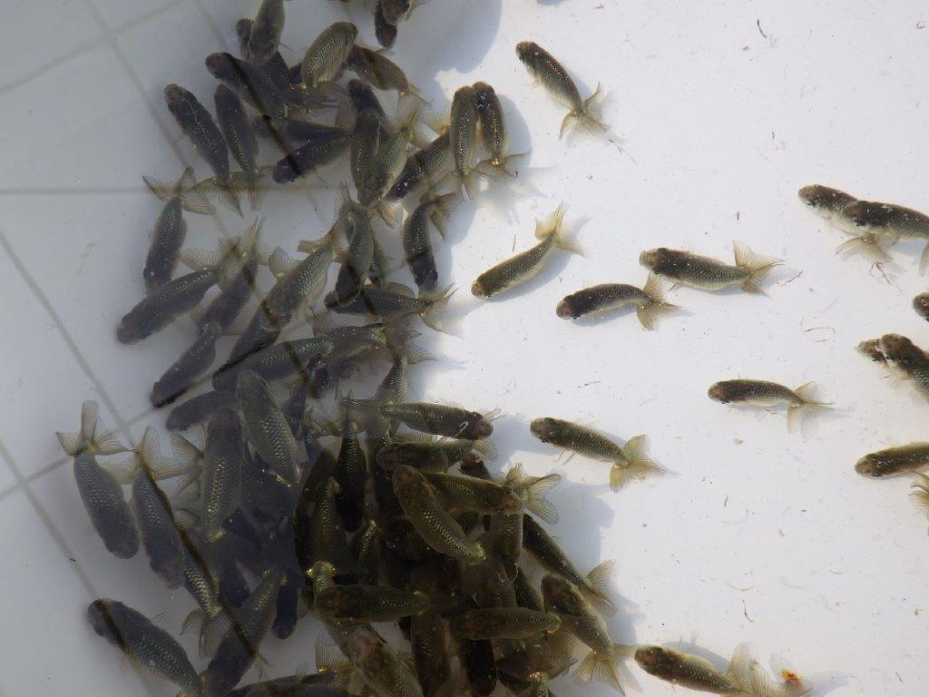 【岡山村上暢彦氏】２０２６年１月生まれの青仔＆黒仔 20尾セットB約3~5㎝ 限定２セット