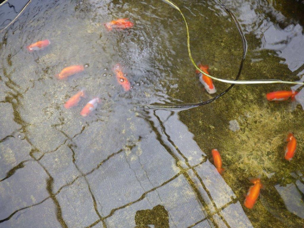 目先のある頭で種にもお勧めの更紗　明け二歳らんちゅう　約12㎝ オス【全国大会東大関獲得系統】