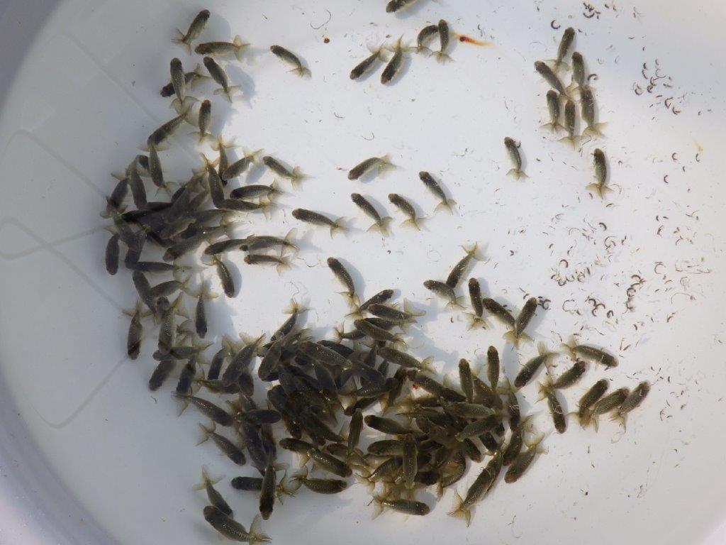 【岡山村上暢彦氏】2026年1月生まれの青仔&黒仔 10尾セットD約3~5㎝ 限定2セット