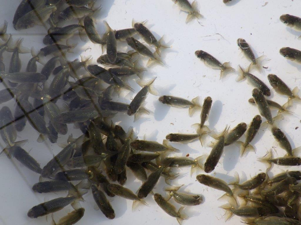 【岡山村上暢彦氏】入荷の中から上物を10尾選んでお届けします約3~5㎝ 限定1セット