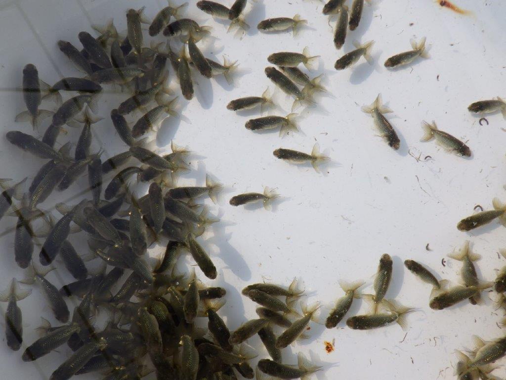 【岡山村上暢彦氏】入荷の中から上物を10尾選んでお届けします約3~5㎝ 限定1セット