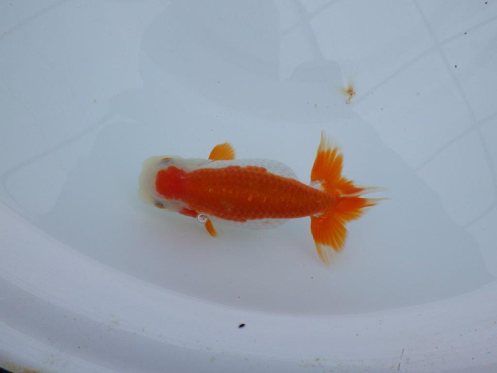 発色の良い綺麗な柄の更紗、両手に赤！　明け二歳らんちゅう　約13㎝ メス【全国大会東大関獲得系統】