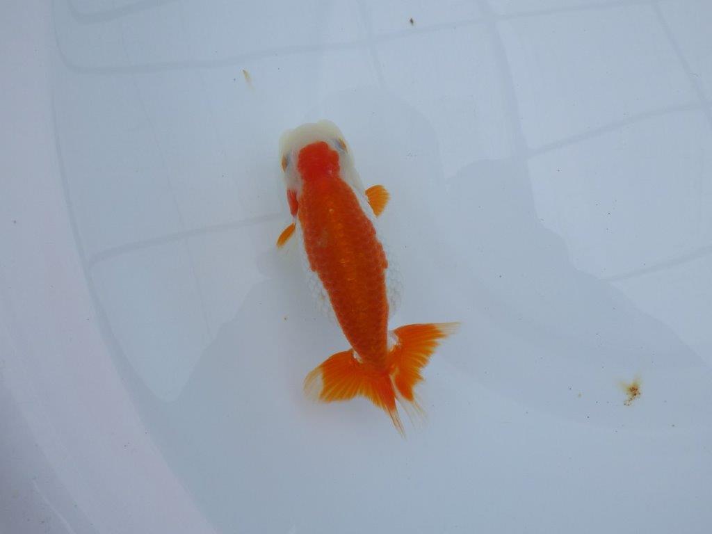 発色の良い綺麗な柄の更紗、両手に赤！　明け二歳らんちゅう　約13㎝ メス【全国大会東大関獲得系統】