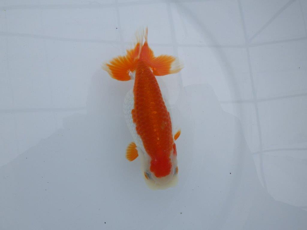 発色の良い綺麗な柄の更紗、両手に赤！　明け二歳らんちゅう　約13㎝ メス【全国大会東大関獲得系統】の上身