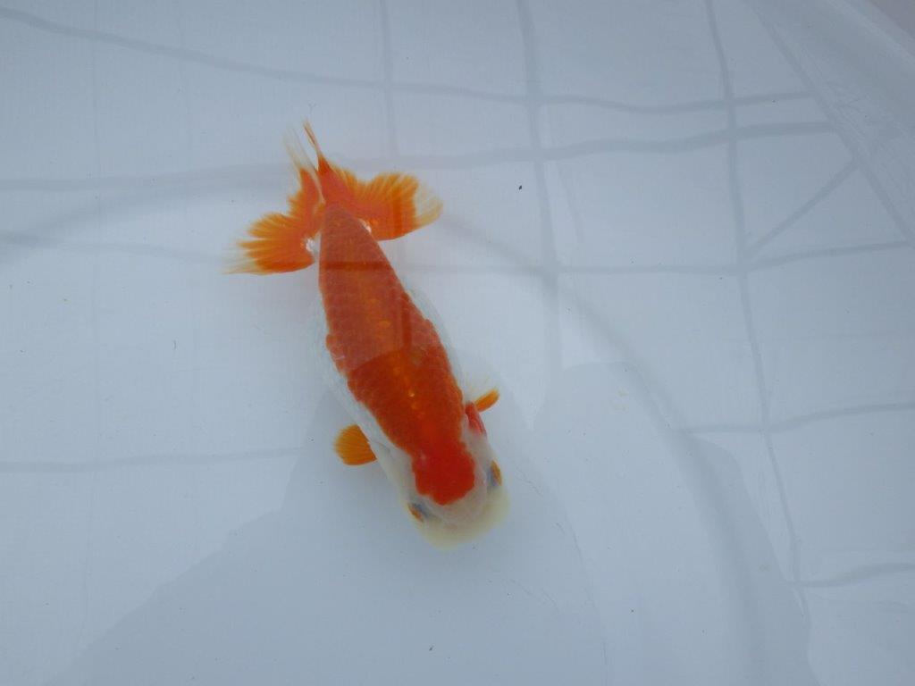 発色の良い綺麗な柄の更紗、両手に赤！　明け二歳らんちゅう　約13㎝ メス【全国大会東大関獲得系統】