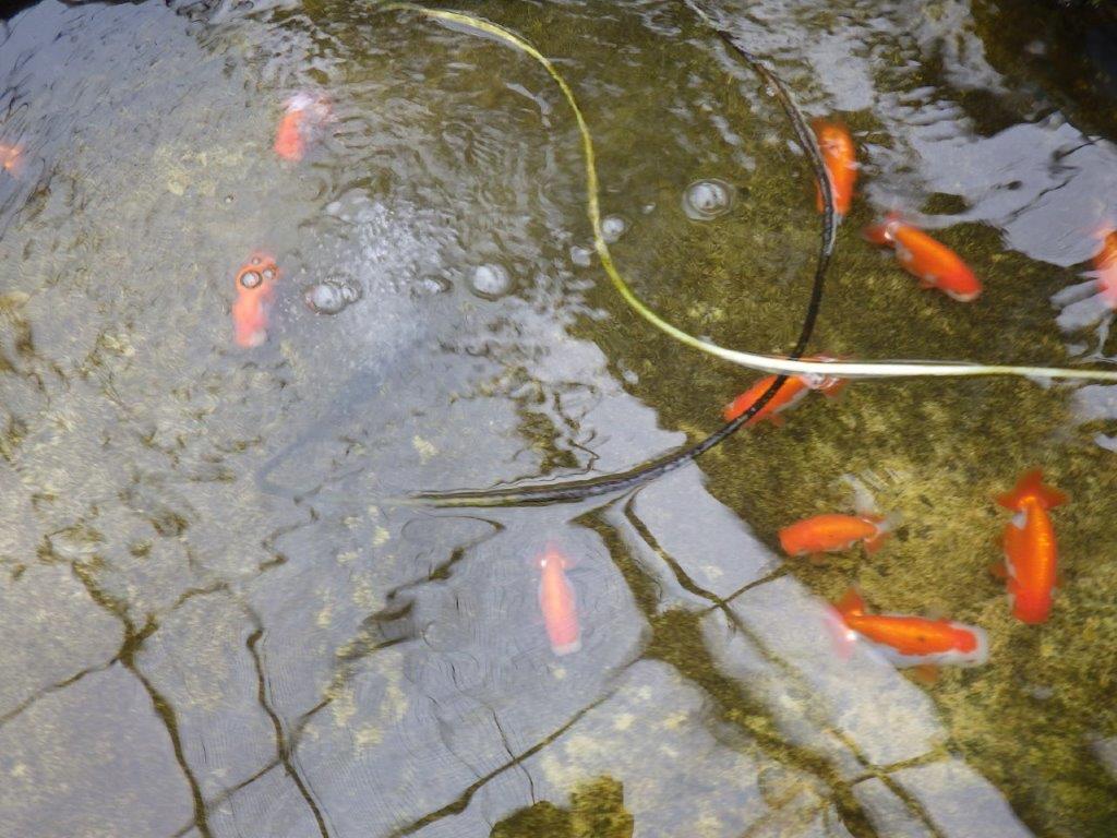 発色の良い綺麗な柄の更紗、両手に赤！　明け二歳らんちゅう　約13㎝ メス【全国大会東大関獲得系統】