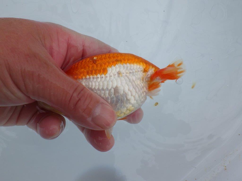 発色の良い綺麗な柄の更紗、両手に赤！　明け二歳らんちゅう　約13㎝ メス【全国大会東大関獲得系統】