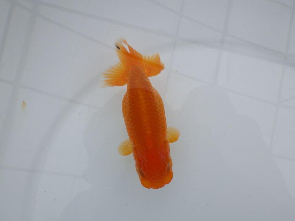 雰囲気の良い魚で尾の感じも良いです　明け二歳らんちゅう　約11,5㎝ メス【全国大会東大関獲得系統】