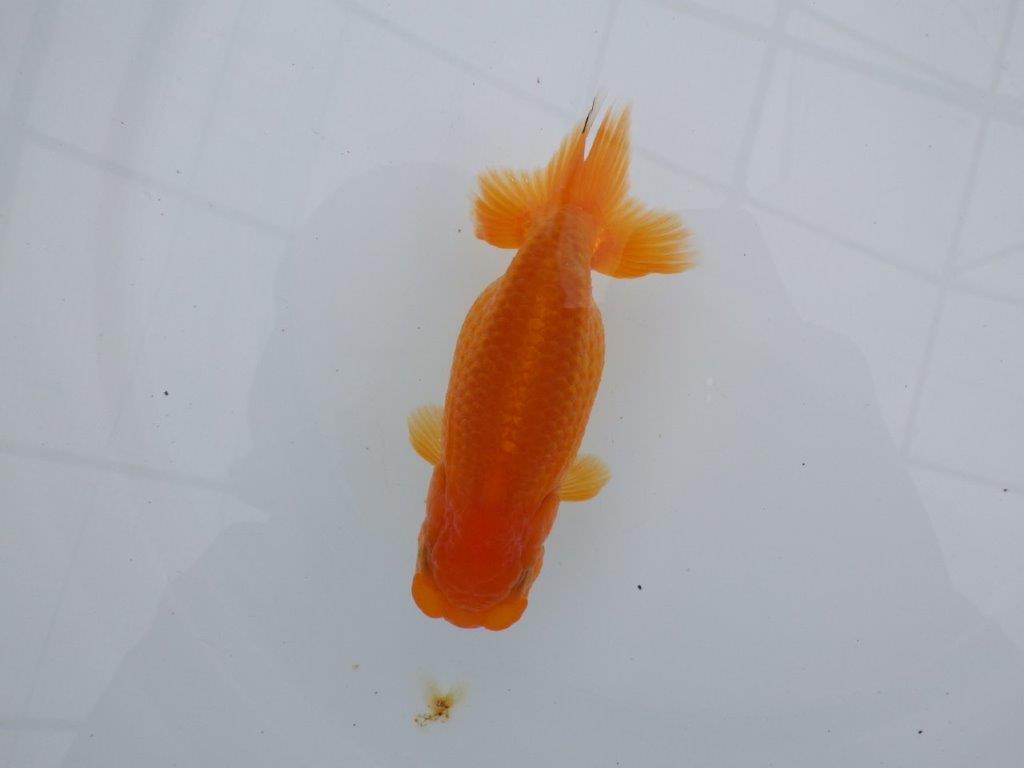 雰囲気の良い魚で尾の感じも良いです　明け二歳らんちゅう　約11,5㎝ メス【全国大会東大関獲得系統】