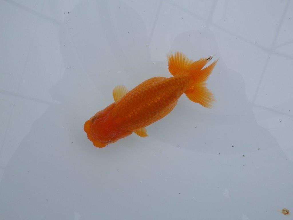 雰囲気の良い魚で尾の感じも良いです　明け二歳らんちゅう　約11,5㎝ メス【全国大会東大関獲得系統】