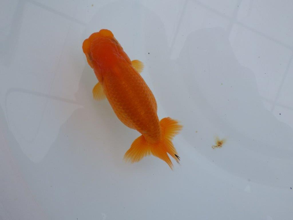 雰囲気の良い魚で尾の感じも良いです　明け二歳らんちゅう　約11,5㎝ メス【全国大会東大関獲得系統】の上身