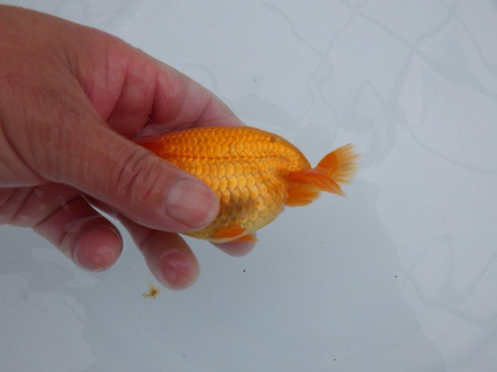雰囲気の良い魚で尾の感じも良いです　明け二歳らんちゅう　約11,5㎝ メス【全国大会東大関獲得系統】