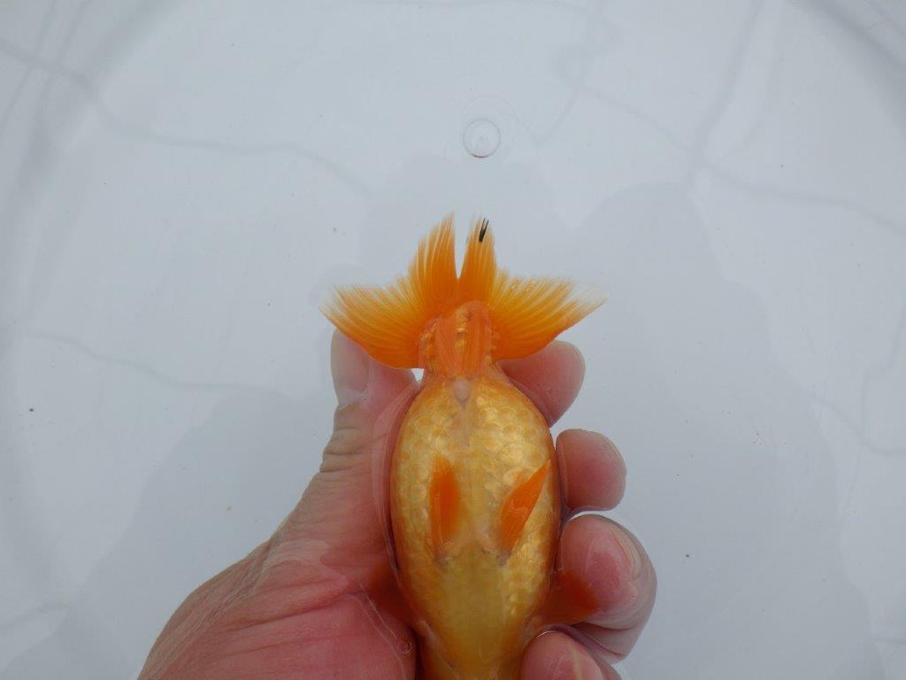 雰囲気の良い魚で尾の感じも良いです　明け二歳らんちゅう　約11,5㎝ メス【全国大会東大関獲得系統】