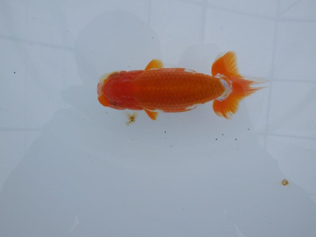 尾型も良く背腰も綺麗！横からも上からもご鑑賞お勧め　明け二歳らんちゅう　約12㎝ オス【全国大会東大関獲得系統】
