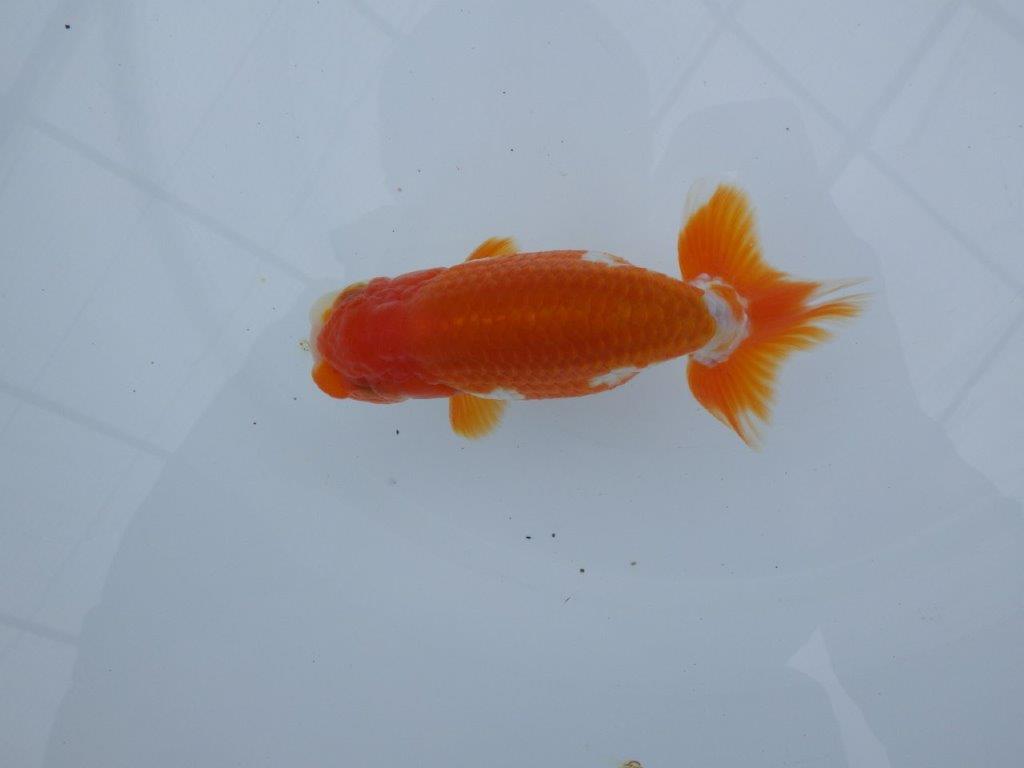 尾型も良く背腰も綺麗！横からも上からもご鑑賞お勧め　明け二歳らんちゅう　約12㎝ オス【全国大会東大関獲得系統】