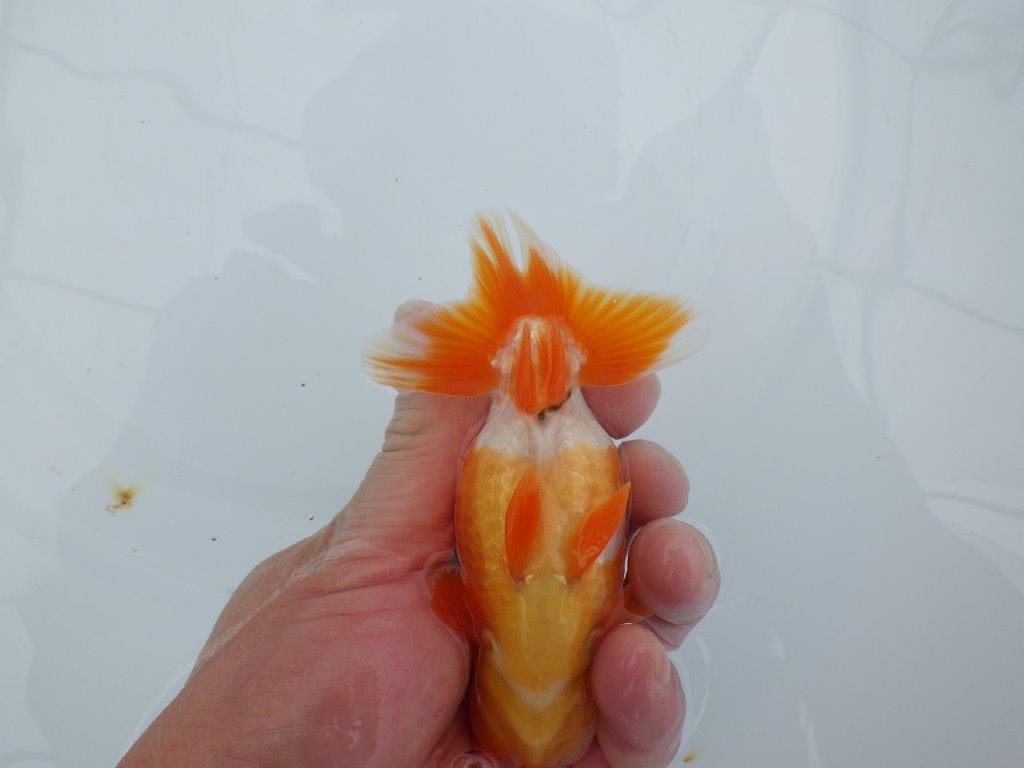 尾型も良く背腰も綺麗！横からも上からもご鑑賞お勧め　明け二歳らんちゅう　約12㎝ オス【全国大会東大関獲得系統】