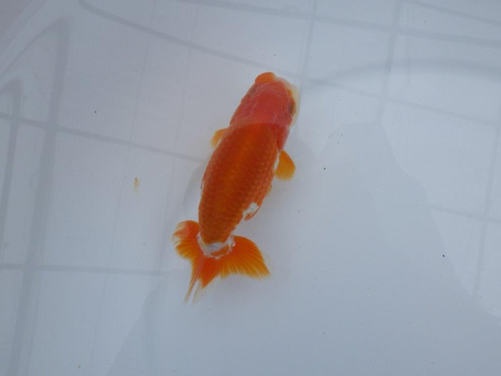 尾型も良く背腰も綺麗！横からも上からもご鑑賞お勧め　明け二歳らんちゅう　約12㎝ オス【全国大会東大関獲得系統】