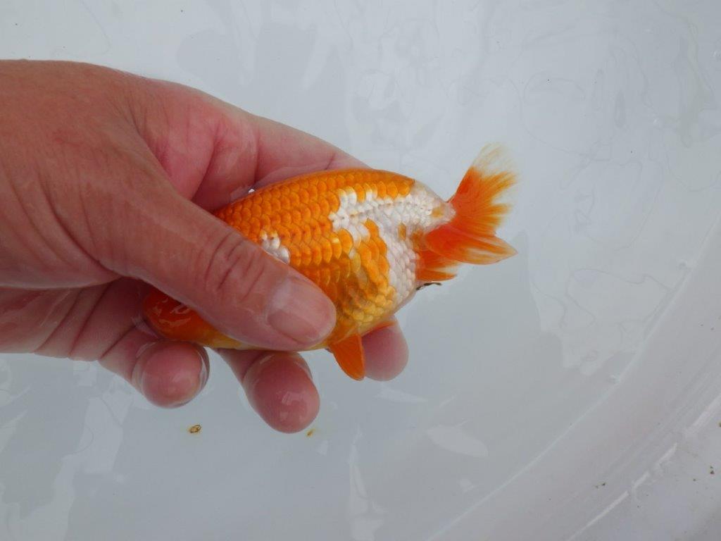 尾型も良く背腰も綺麗！横からも上からもご鑑賞お勧め　明け二歳らんちゅう　約12㎝ オス【全国大会東大関獲得系統】