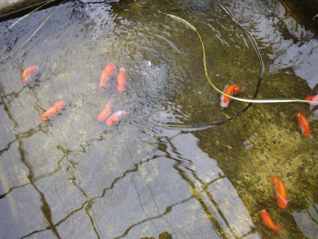 尾型も良く背腰も綺麗！横からも上からもご鑑賞お勧め　明け二歳らんちゅう　約12㎝ オス【全国大会東大関獲得系統】
