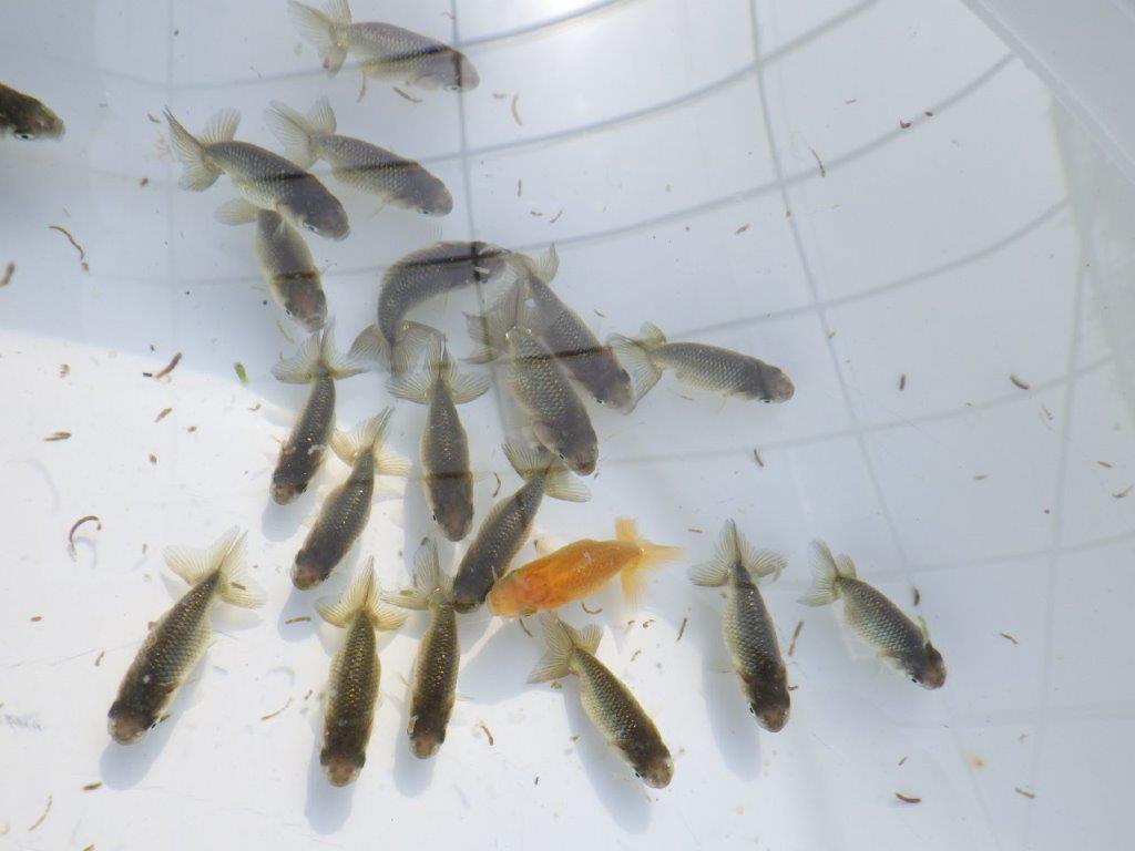 【岡山村上暢彦氏】入荷の中から上物を５尾選んでお届けします約3~5㎝ 限定２セットの上身