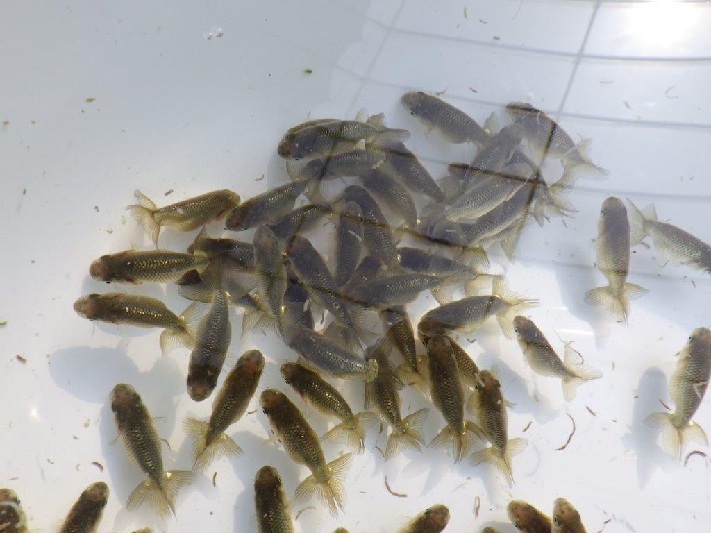 【岡山村上暢彦氏】２０２６年１月生まれの青仔＆黒仔 10尾セットC約3~5㎝ 限定２セット