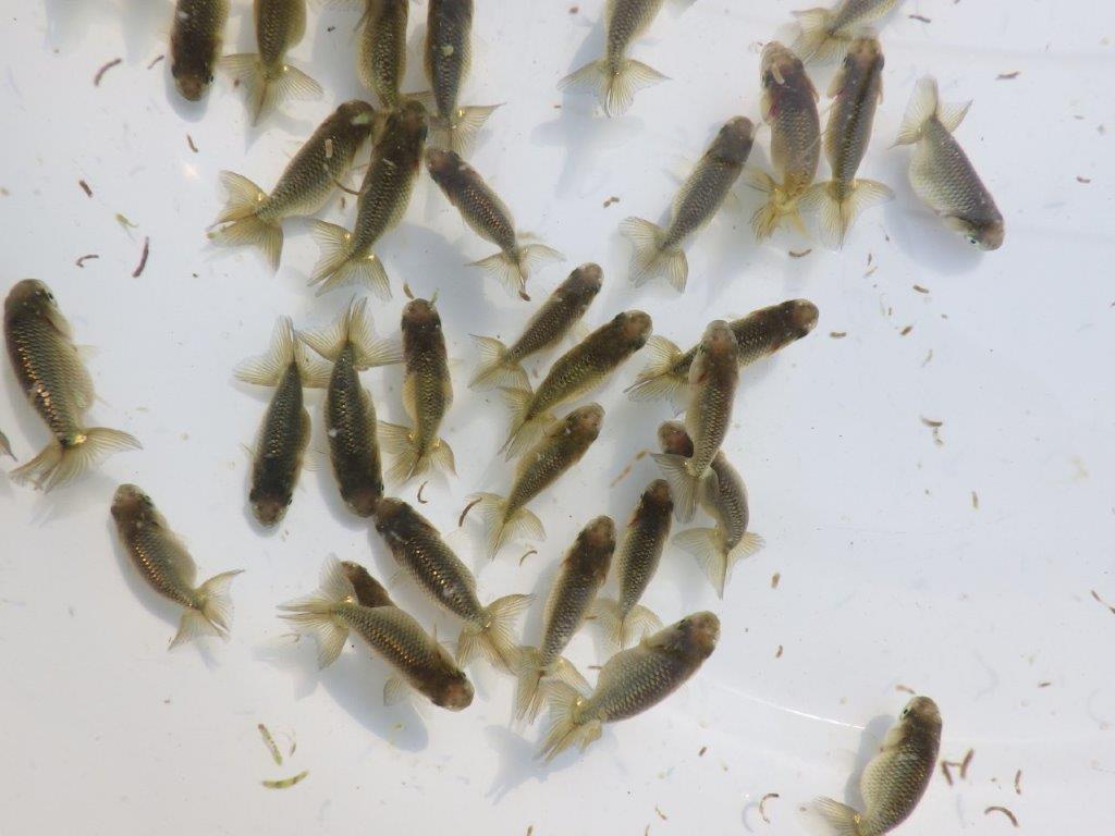 【岡山村上暢彦氏】２０２６年１月生まれの青仔＆黒仔 10尾セットC約3~5㎝ 限定２セット