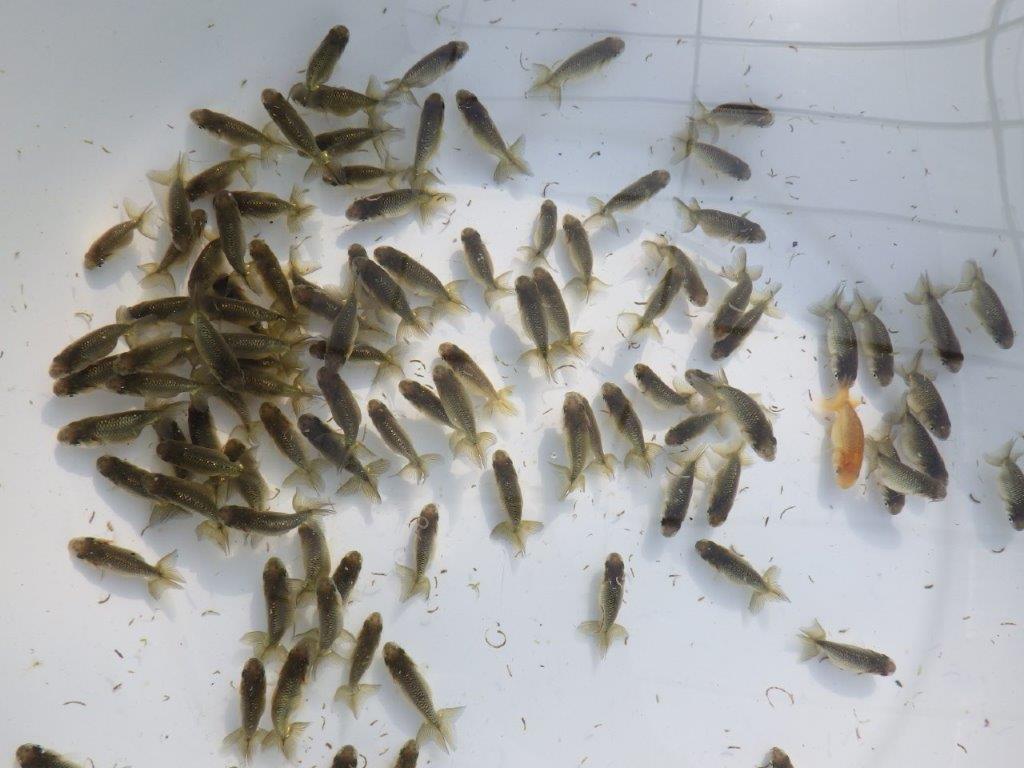 【岡山村上暢彦氏】２０２６年１月生まれの青仔＆黒仔 10尾セットC約3~5㎝ 限定２セット