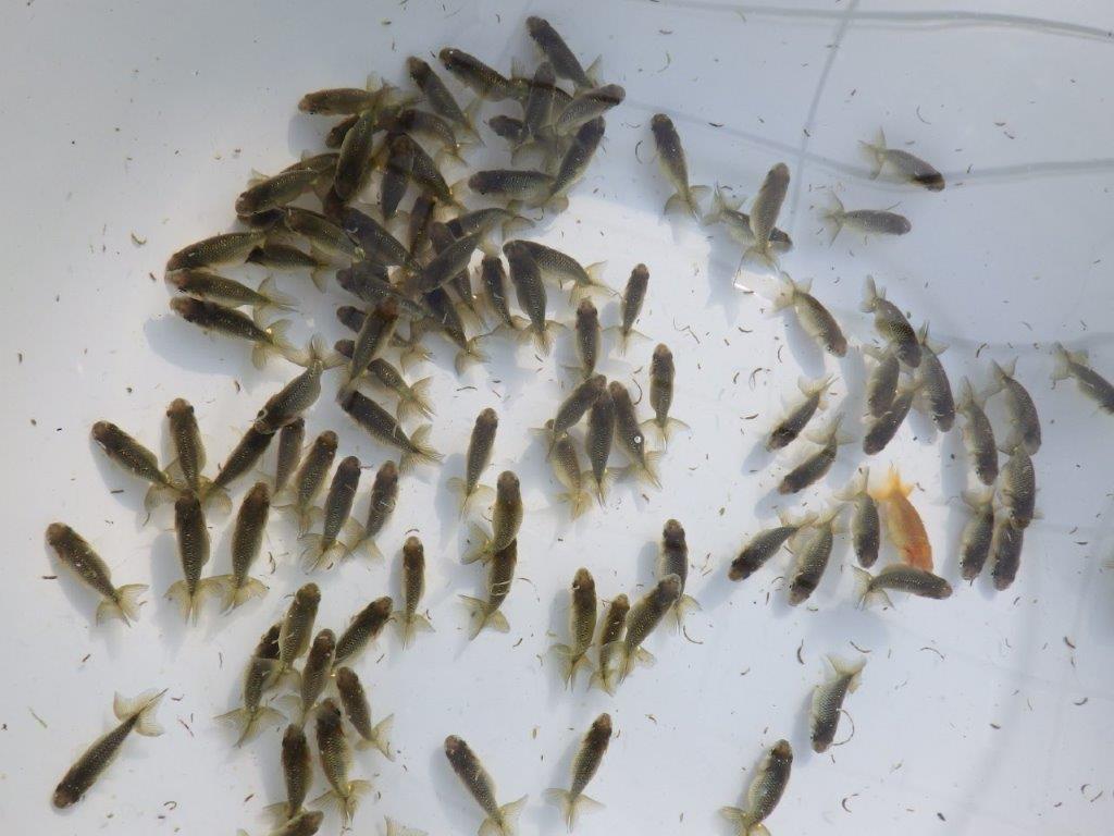 【岡山村上暢彦氏】２０２６年１月生まれの青仔＆黒仔 10尾セットC約3~5㎝ 限定２セット