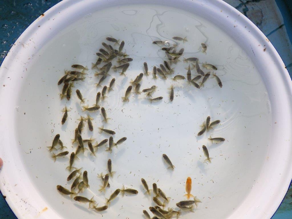 【岡山村上暢彦氏】２０２６年１月生まれの青仔＆黒仔 20尾セットB約3~5㎝ 限定２セット