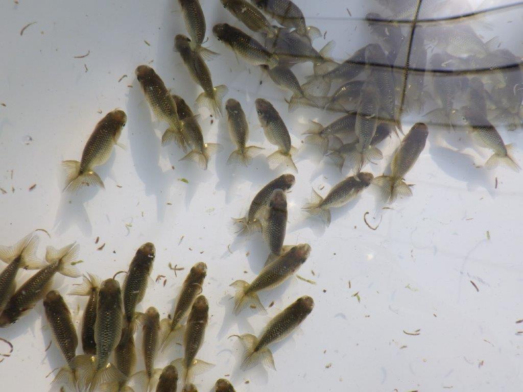 【岡山村上暢彦氏】２０２６年１月生まれの青仔＆黒仔 20尾セットB約3~5㎝ 限定２セット