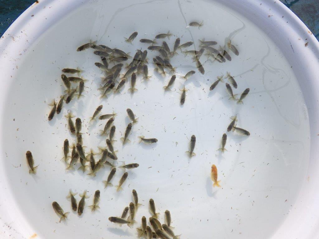 【岡山村上暢彦氏】２０２６年１月生まれの青仔＆黒仔 20尾セットB約3~5㎝ 限定２セット