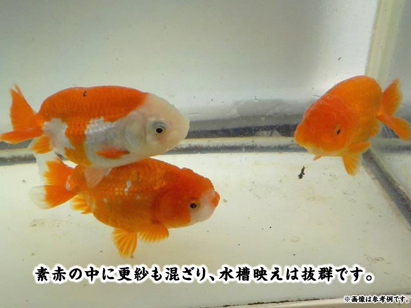 【春限定】愛知超優良系統 水槽飼育で映える！明け二歳魚三尾セット