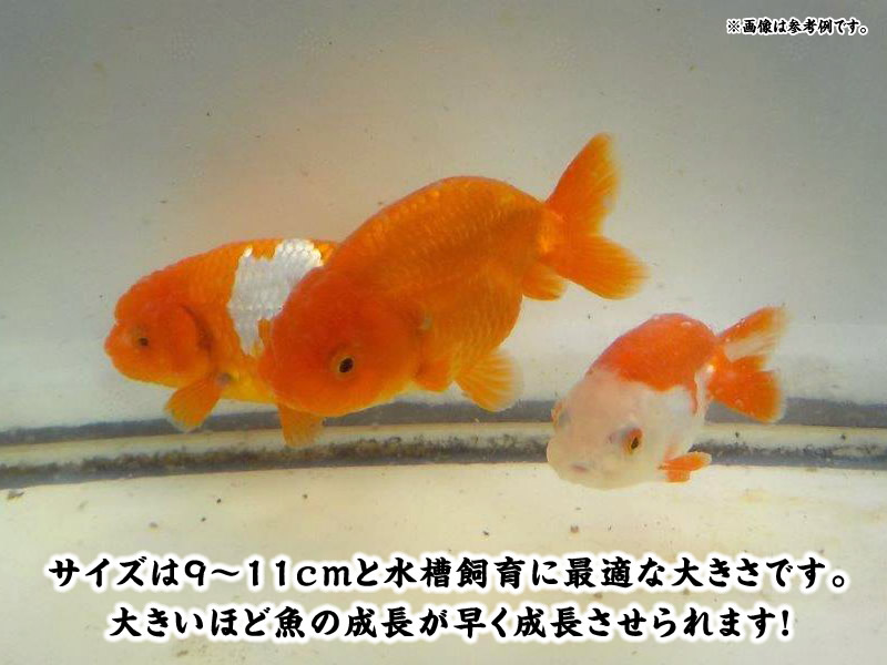 【春限定】愛知超優良系統 水槽飼育で映える！明け二歳魚三尾セット