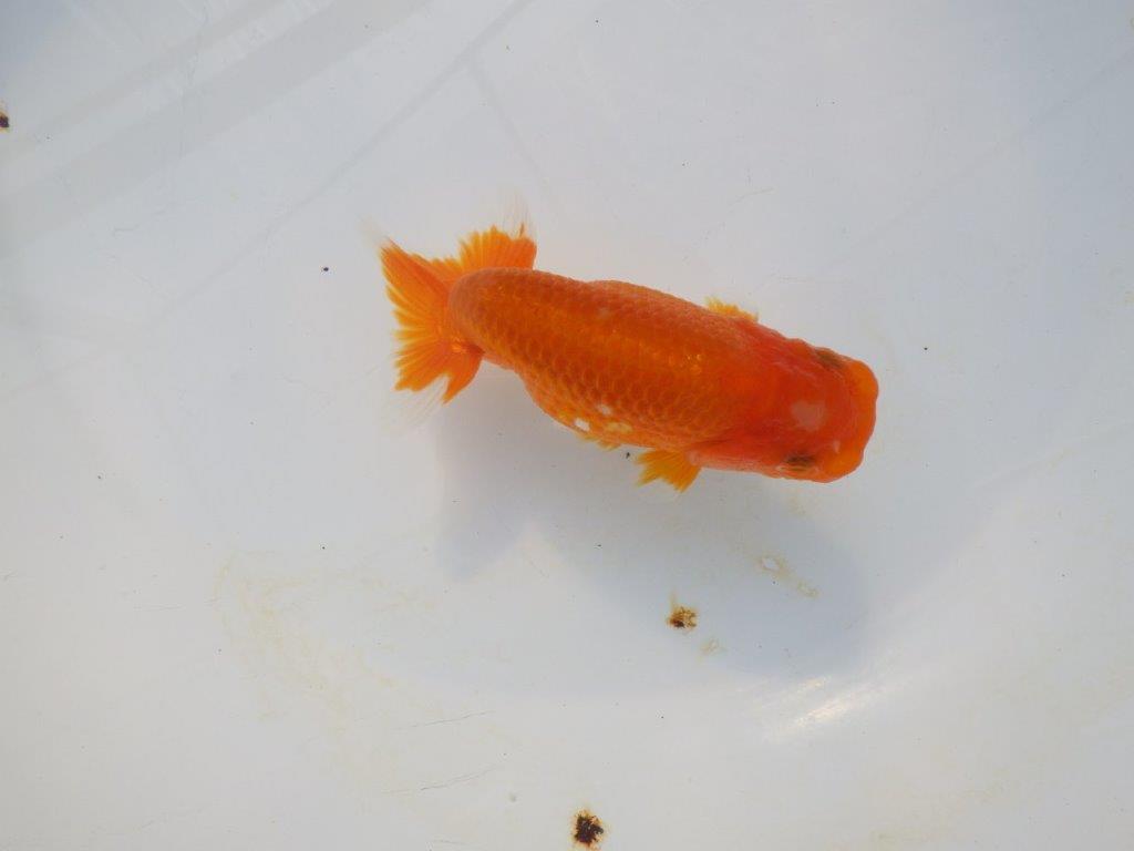 【岡山村上暢彦氏】尾の雰囲気が良い明け二歳らんちゅう約12㎝ メス？